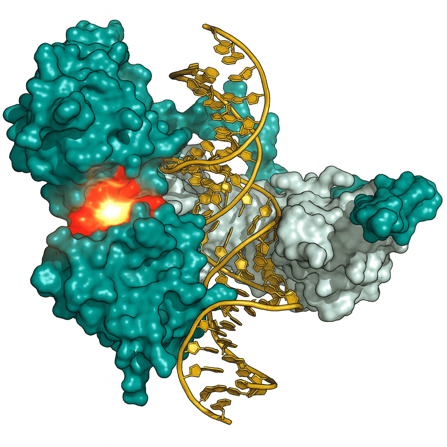 Rendering of protein molecule and DNA strand with highlighted functional targets.