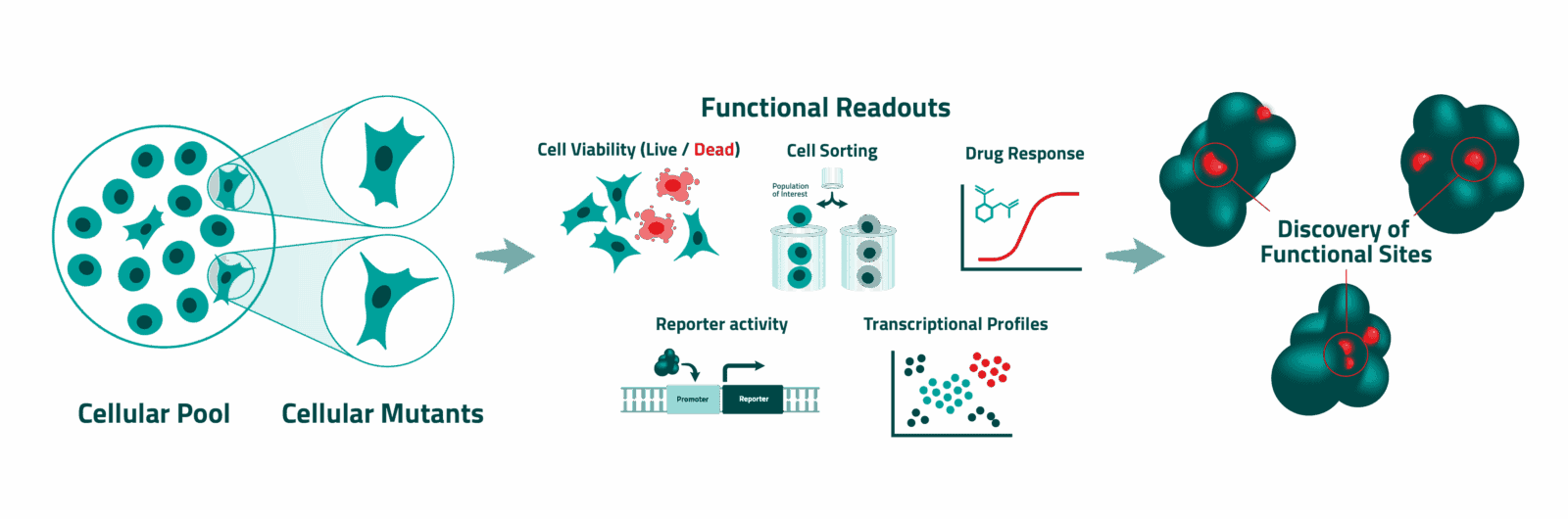 Infographic showing the last steps of Light Horse's approach to identifying functional sites through gene editing.
