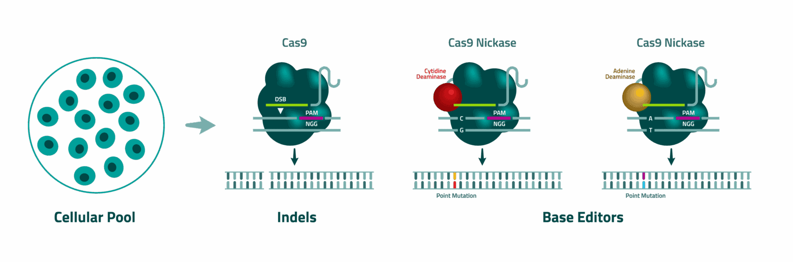 Infographic showing the first steps of Light Horse's approach to identifying functional sites through gene editing.