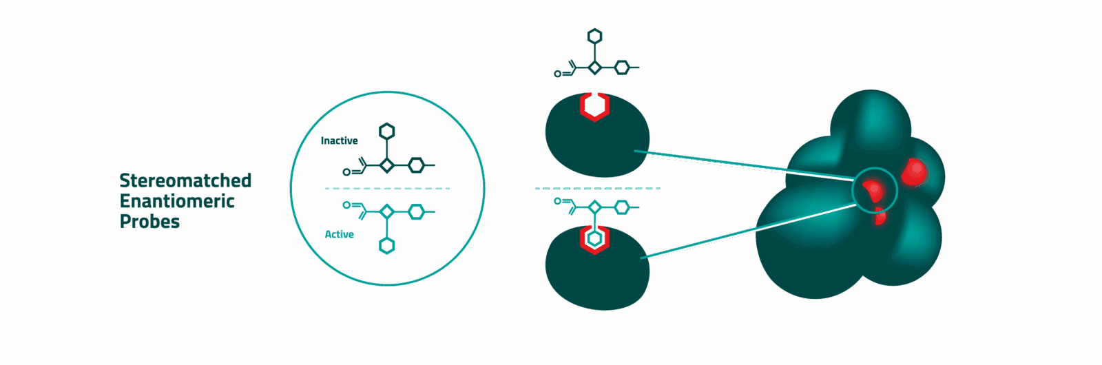 Infographic chemical screening process that identifies ligands to functional targets.